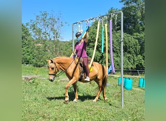 More ponies/small horses, Mare, 11 years, 14,1 hh, Chestnut-Red