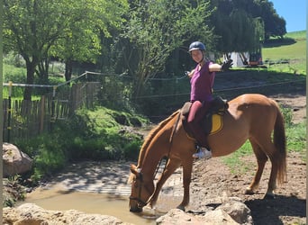 More ponies/small horses, Mare, 11 years, 14,1 hh, Chestnut-Red