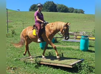 More ponies/small horses, Mare, 11 years, 14,1 hh, Chestnut-Red