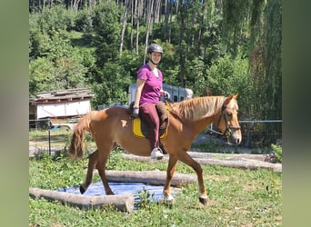 More ponies/small horses, Mare, 11 years, 14,1 hh, Chestnut-Red