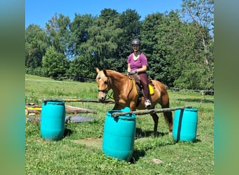 More ponies/small horses, Mare, 11 years, 14,1 hh, Chestnut-Red