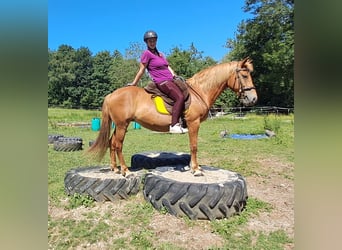 More ponies/small horses, Mare, 11 years, 14,1 hh, Chestnut-Red