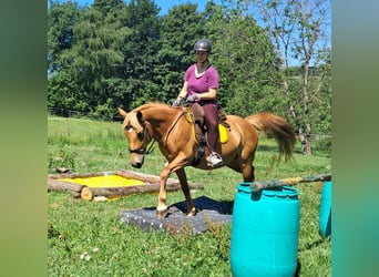 More ponies/small horses, Mare, 11 years, 14,1 hh, Chestnut-Red