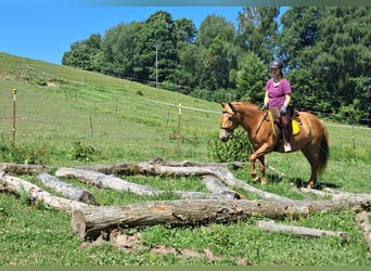 More ponies/small horses, Mare, 11 years, 14,1 hh, Chestnut-Red