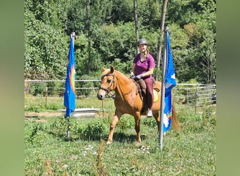More ponies/small horses, Mare, 11 years, 14,1 hh, Chestnut-Red