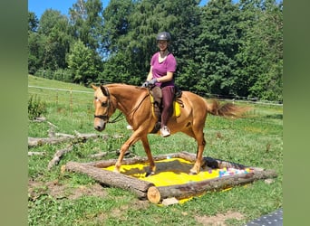 More ponies/small horses, Mare, 11 years, 14,1 hh, Chestnut-Red