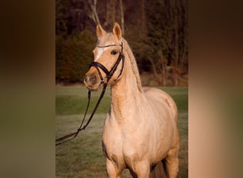 More ponies/small horses, Mare, 11 years, 14,1 hh, Palomino