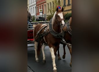 More ponies/small horses, Mare, 11 years, 14,1 hh, Pinto