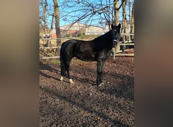 More ponies/small horses, Mare, 11 years, 14,3 hh, Black