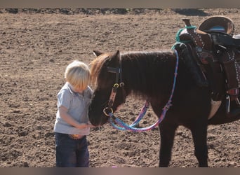 More ponies/small horses, Mare, 11 years, 9 hh, Black