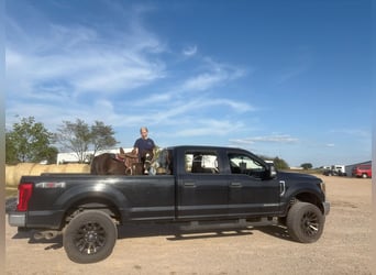 More ponies/small horses, Mare, 11 years, 9 hh, Black