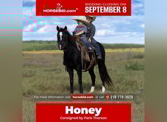 More ponies/small horses, Mare, 12 years, 12 hh, Black