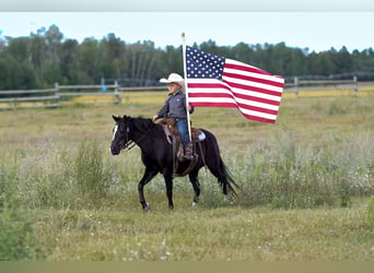 More ponies/small horses, Mare, 12 years, 12 hh, Black