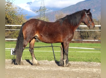 More ponies/small horses, Mare, 12 years, 13.3 hh, Brown
