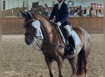 More ponies/small horses, Mare, 12 years, 14.2 hh, Chestnut