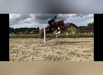 More ponies/small horses, Mare, 12 years, 14,1 hh, Chestnut-Red