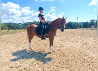 More ponies/small horses, Mare, 12 years, 14,1 hh, Chestnut-Red