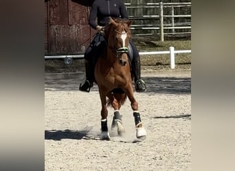 More ponies/small horses, Mare, 12 years, 14,2 hh, Chestnut