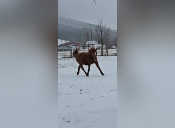 More ponies/small horses Mix, Mare, 12 years, 14,2 hh, Chestnut-Red