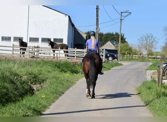 More ponies/small horses, Mare, 12 years, 15.1 hh, Brown