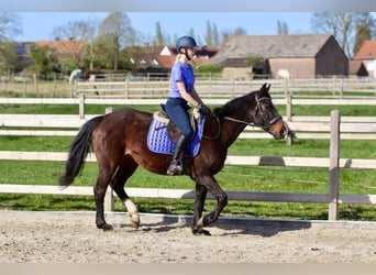 More ponies/small horses, Mare, 12 years, 15.1 hh, Brown