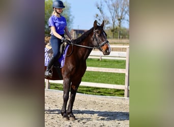 More ponies/small horses, Mare, 12 years, 15.1 hh, Brown