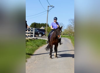 More ponies/small horses, Mare, 12 years, 15.1 hh, Brown