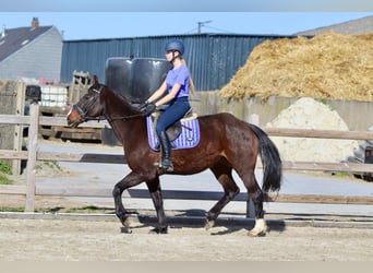More ponies/small horses, Mare, 12 years, 15.1 hh, Brown