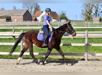 More ponies/small horses, Mare, 12 years, 15.1 hh, Brown