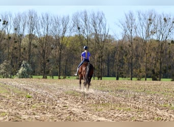 More ponies/small horses, Mare, 12 years, 15.1 hh, Brown