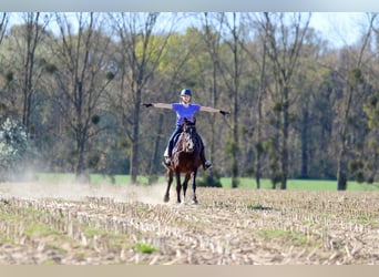 More ponies/small horses, Mare, 12 years, 15.1 hh, Brown
