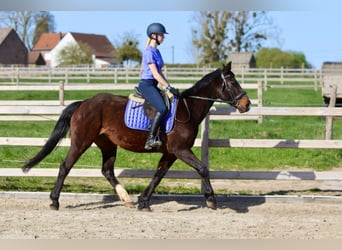 More ponies/small horses, Mare, 12 years, 15.1 hh, Brown