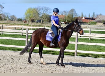 More ponies/small horses, Mare, 12 years, 15.1 hh, Brown