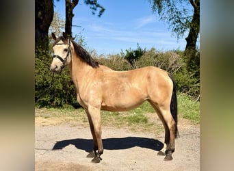 More ponies/small horses, Mare, 12 years, 15.2 hh, Buckskin