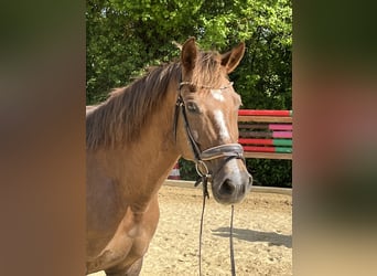 More ponies/small horses, Mare, 12 years, 15 hh, Chestnut-Red