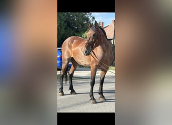 More ponies/small horses, Mare, 12 years, 15 hh, Roan-Red