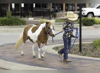 More ponies/small horses, Mare, 12 years, 8 hh, Pinto