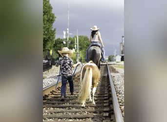 More ponies/small horses, Mare, 12 years, 8 hh, Pinto