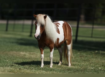 More ponies/small horses, Mare, 12 years, 8 hh, Pinto