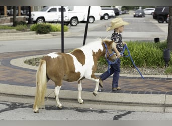 More ponies/small horses, Mare, 12 years, 8 hh, Pinto