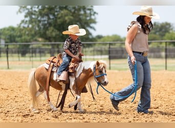 More ponies/small horses, Mare, 12 years, 8 hh, Pinto