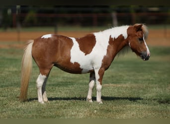 More ponies/small horses, Mare, 12 years, 8 hh, Pinto