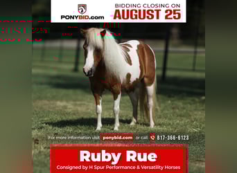 More ponies/small horses, Mare, 12 years, 8 hh, Pinto