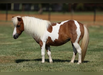 More ponies/small horses, Mare, 12 years, 8 hh, Pinto