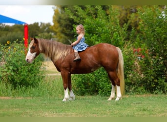 More ponies/small horses, Mare, 12 years, Sorrel