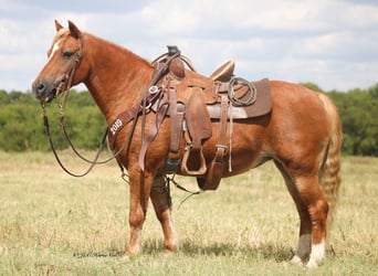 More ponies/small horses, Mare, 12 years, Sorrel