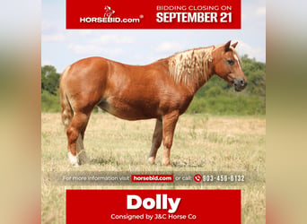 More ponies/small horses, Mare, 12 years, Sorrel