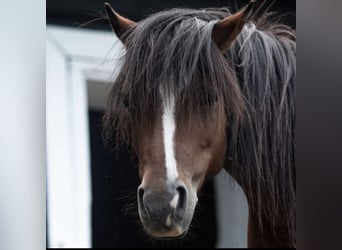 More ponies/small horses, Mare, 13 years, 11 hh, Brown-Light