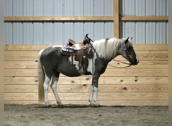 More ponies/small horses, Mare, 13 years, 12.1 hh, Pinto