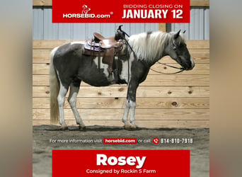 More ponies/small horses, Mare, 13 years, 12.1 hh, Pinto